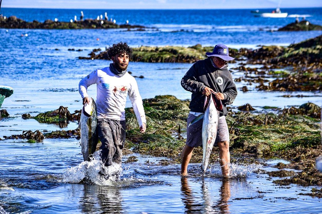 One team bringing their yellowtail to the scale.