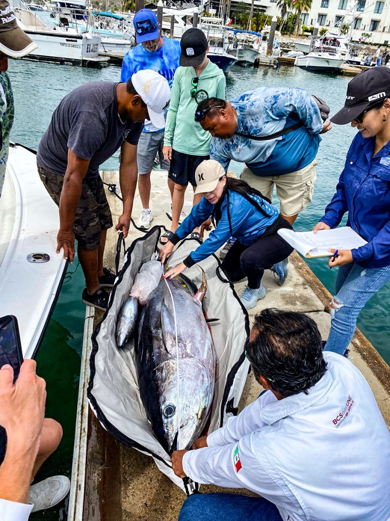 as well as tuna, sea bass, and bonito in the Puerto Los Cabos Marina